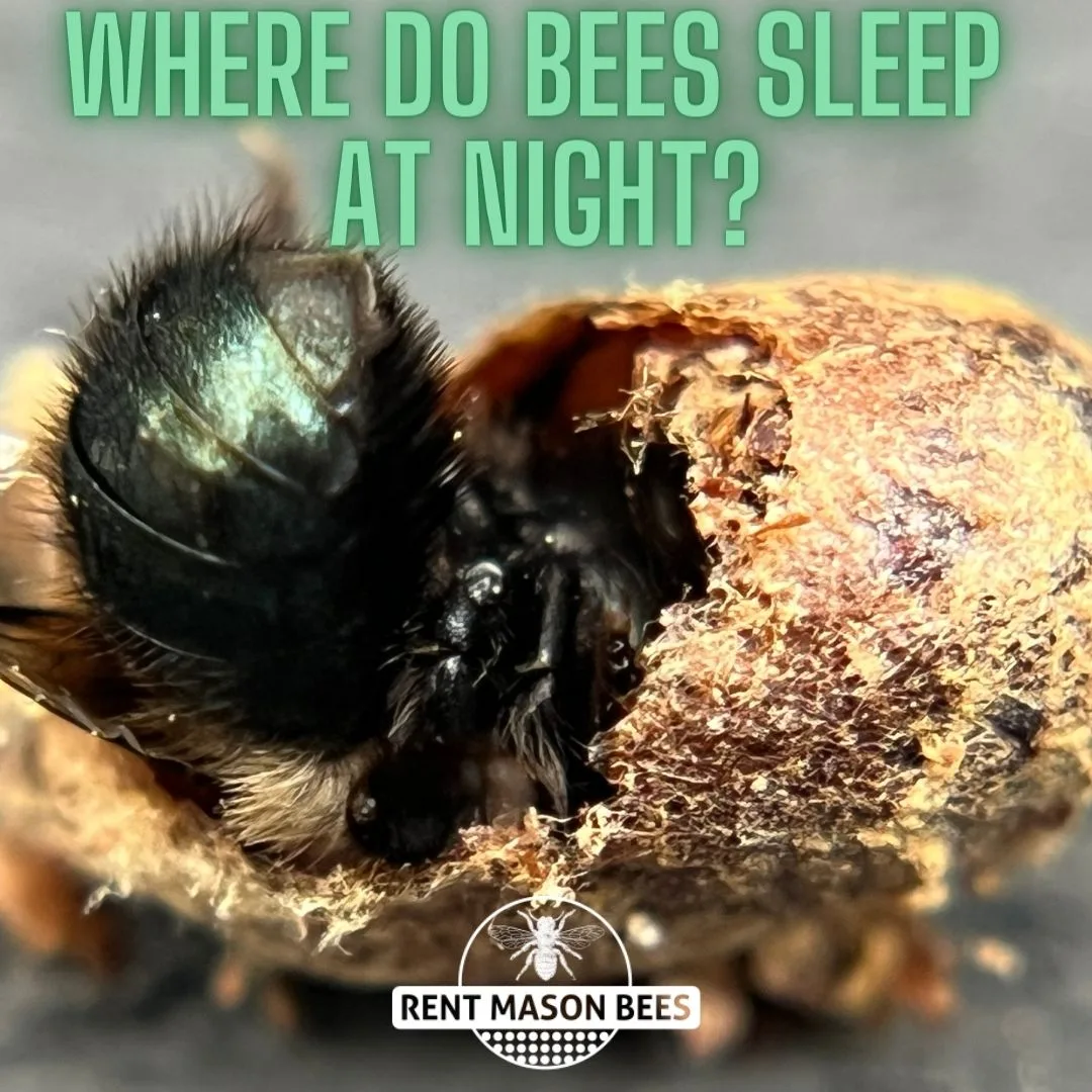Bees Sleep 1