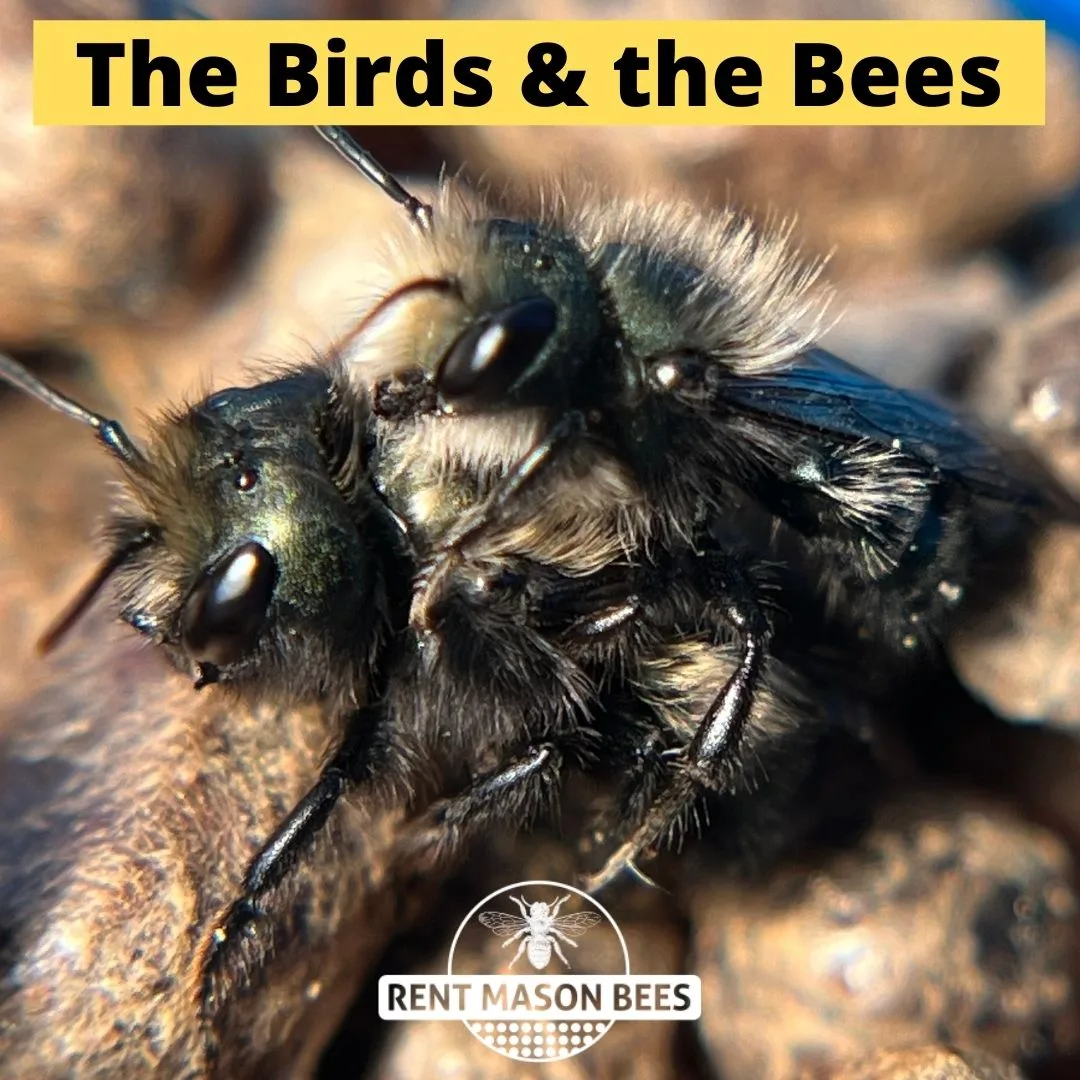 Birds and Bee