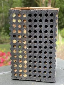 When will your leafcutter bees emerge?