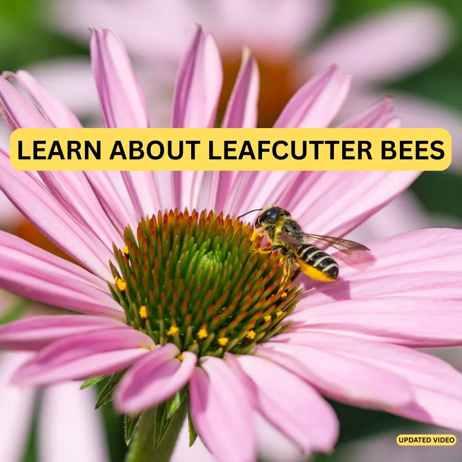 Learn About Leafcutter Bees 1080 X 1080