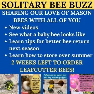 Blue newsletter card about mason bee videos, cocoon storage, and leafcutter season