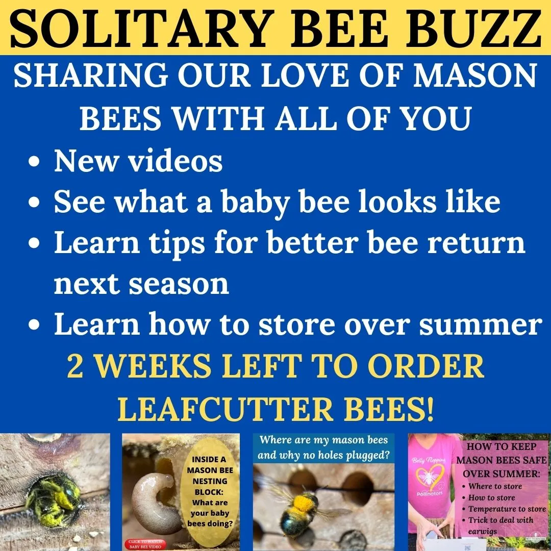 Blue newsletter card about mason bee videos, cocoon storage, and leafcutter season