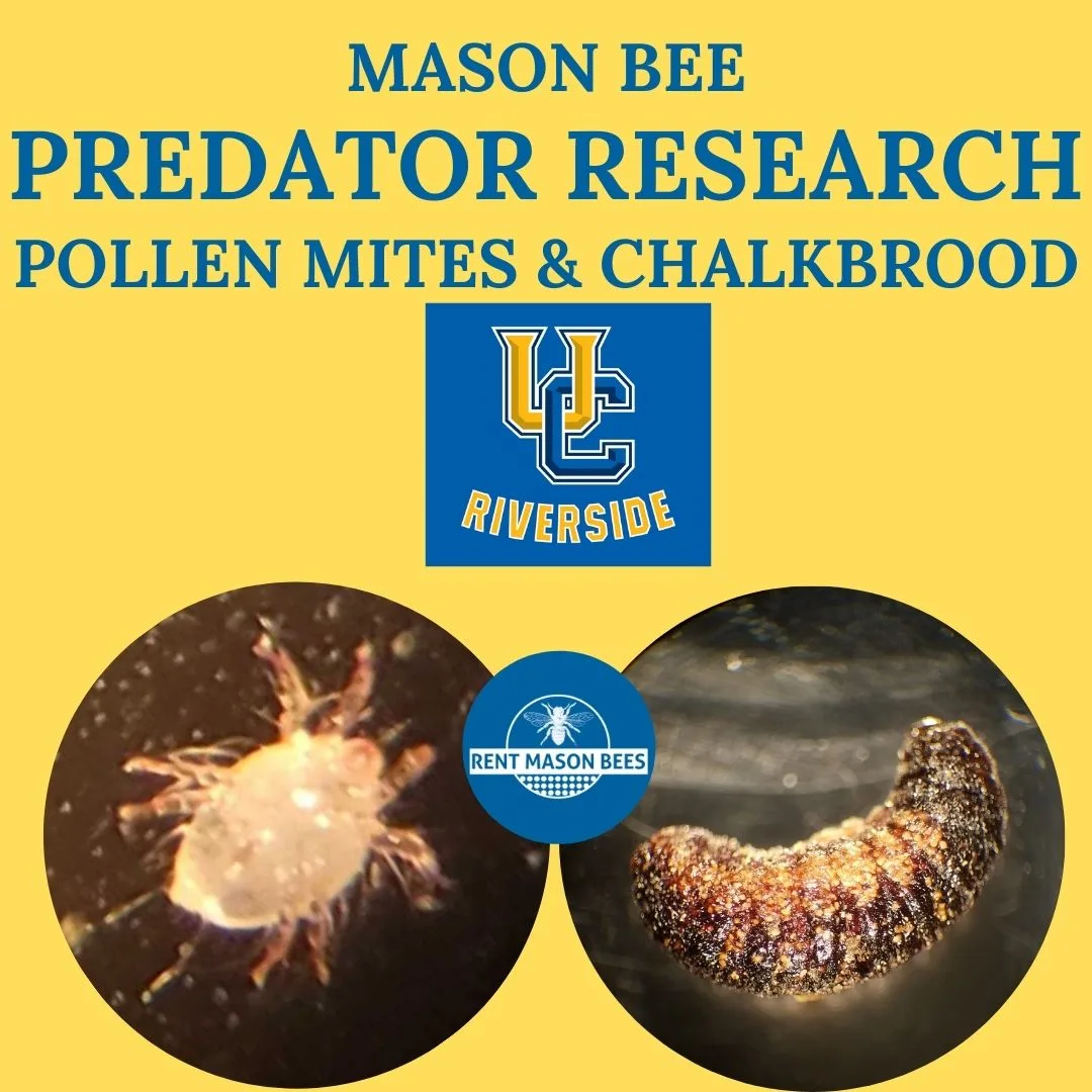 Pollen Mites and Chalkbrood 1