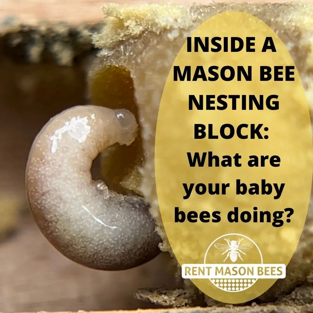 Inside Mason Bee Block 2 1080 × 1080 1