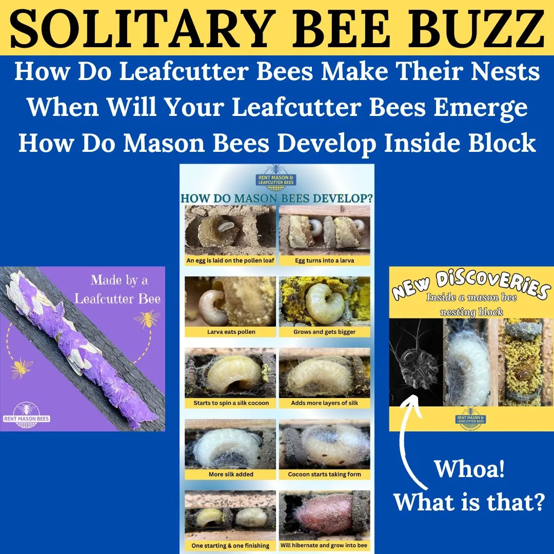 Leafcutter Nest Mason Stages 1
