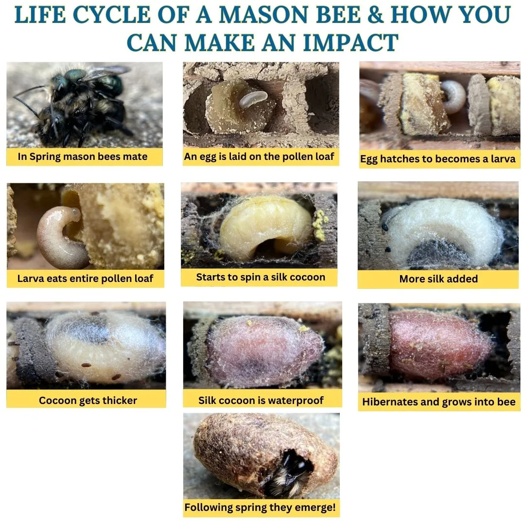 Life Cycle