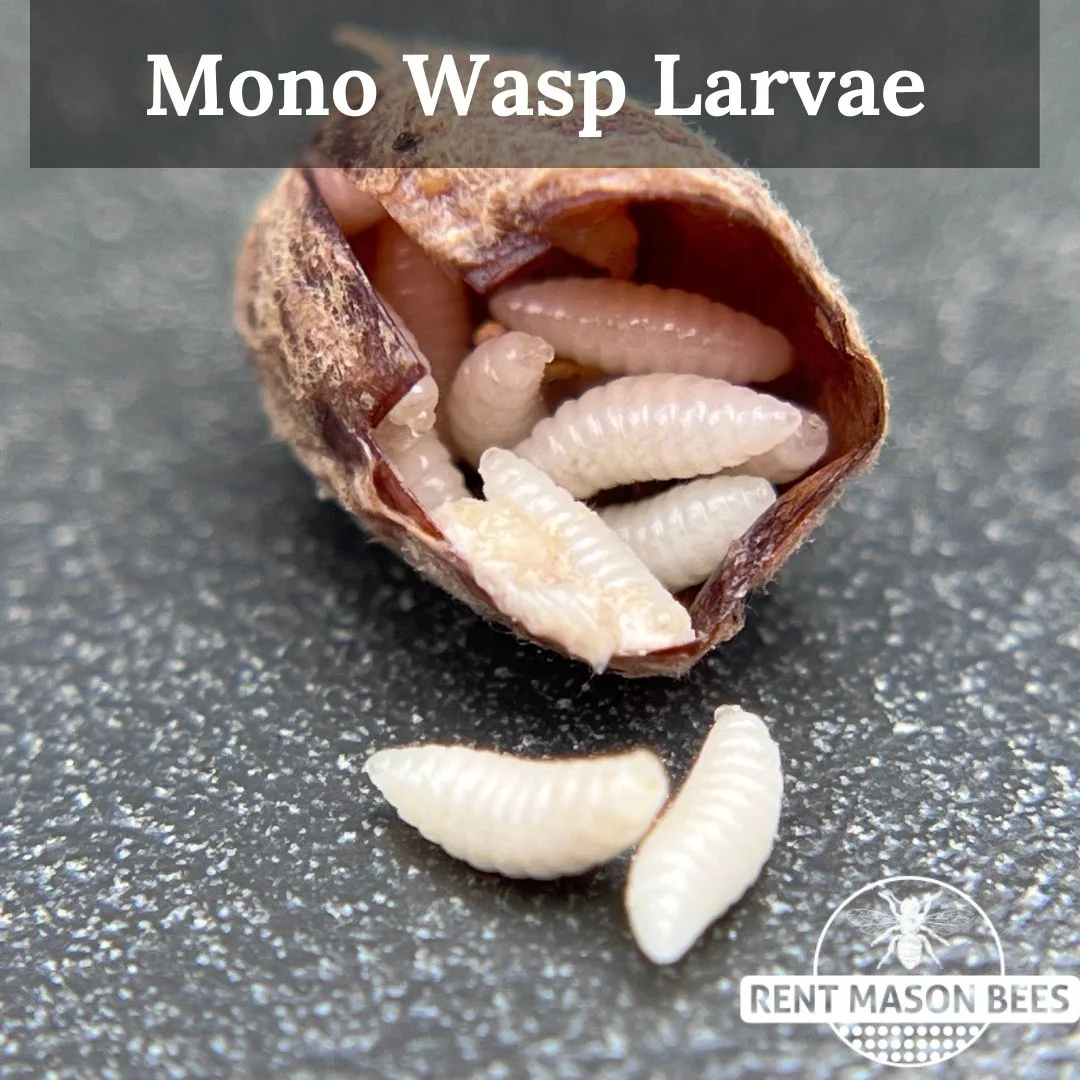 Mono Wasps