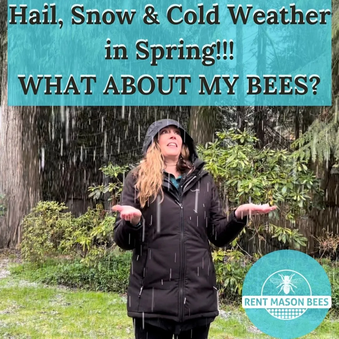 What About My Bees