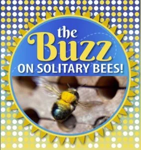 Buzz on Beesz