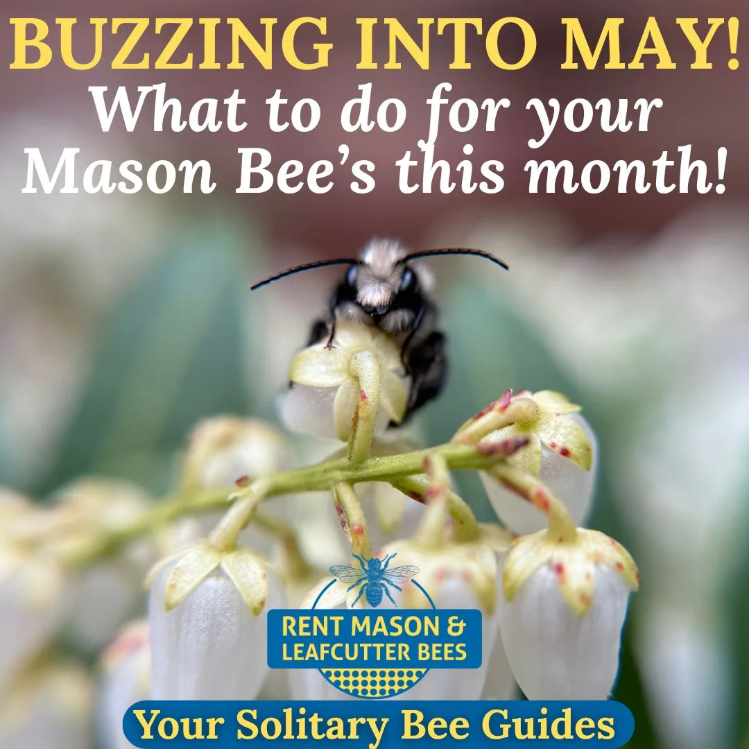Buzzing Into May 2