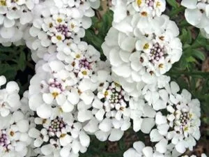 Clusters of small white candytuft flowers