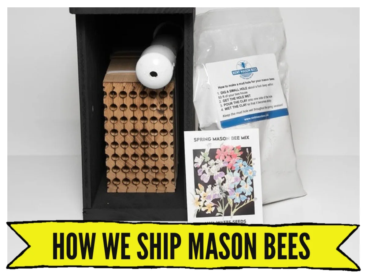 Image How We Ship Bees