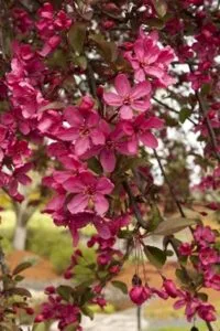 Pink crabapple blossoms hanging from a branch