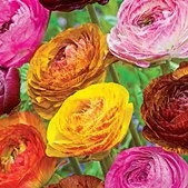 What to Plant in Fall for Spring Mason Bees