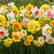 A bed of yellow, cream, and pink daffodils