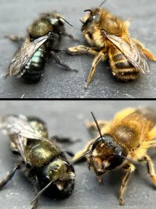 Complete Guide to Hosting Mason Bees!