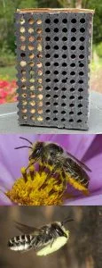 Complete Guide to Hosting Mason Bees!