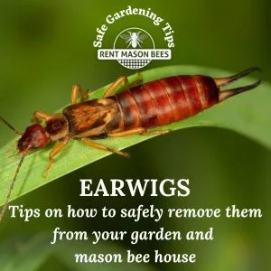 Earwig Removal