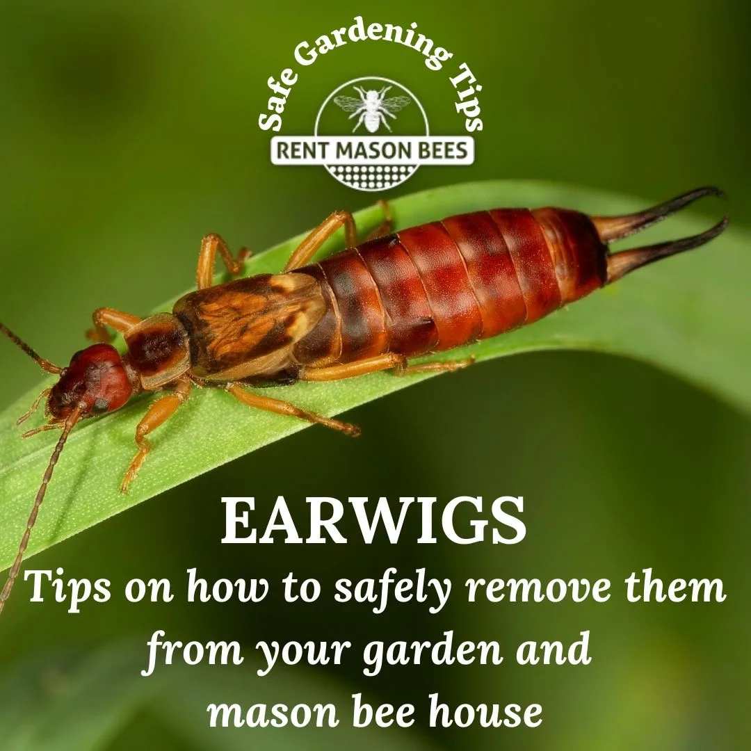 A reddish earwig on a leaf, on a card about keeping them out of the bee house