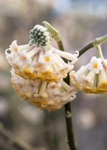Cream and yellow edgeworthia flower clusters on a bare stem