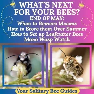 End of May Whats Next for Your Bees White