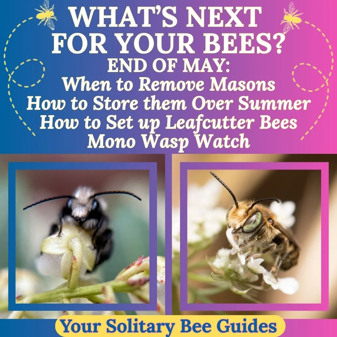 End of May Whats Next for Your Bees White