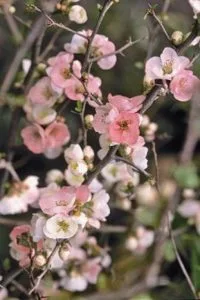 Flowering Quince1