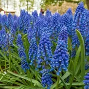 Grape Hyacinth