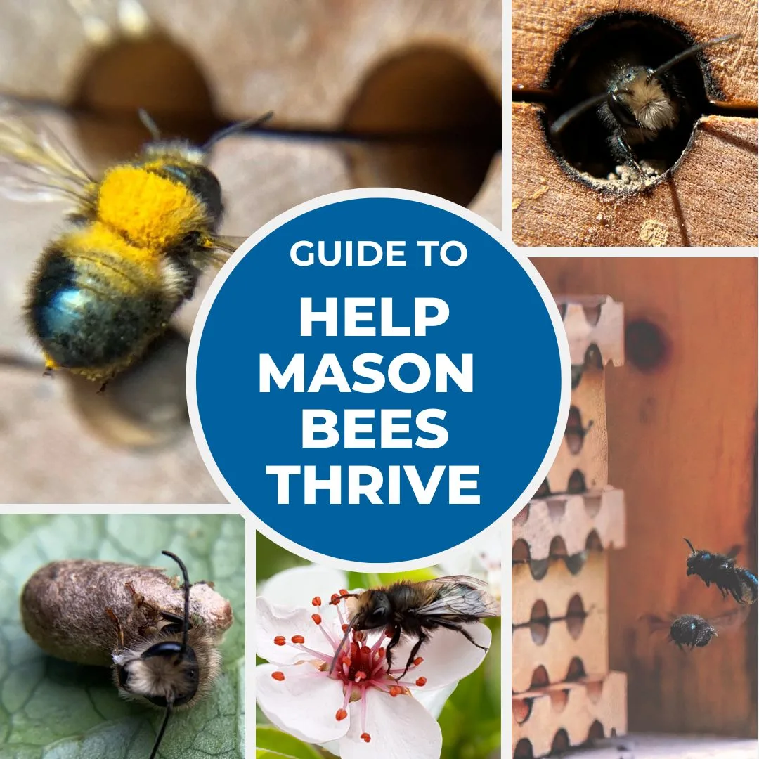 Guide to Help Thrive