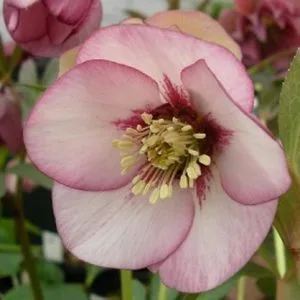 A pale pink hellebore flower with a dark rose center