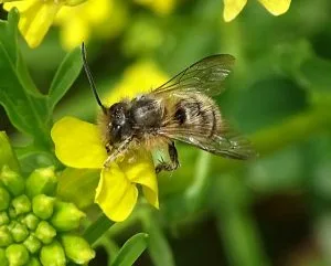 Hornfaced Cornifrons