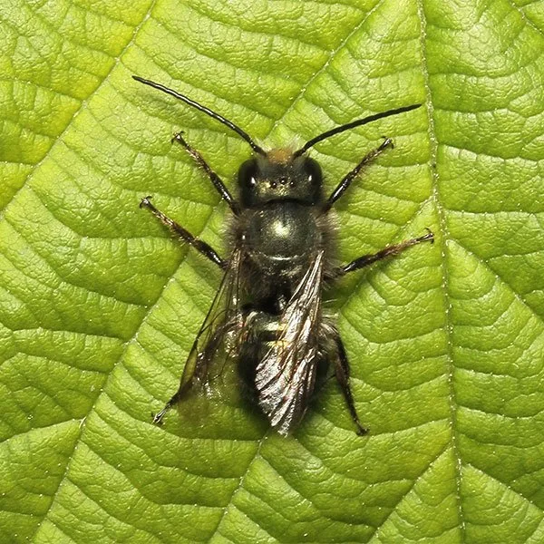 Amazing facts about mason bees