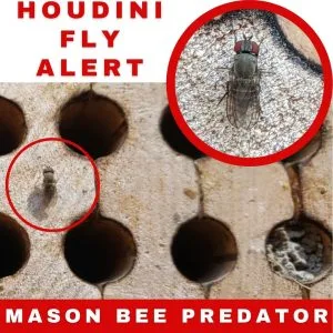 Houdini Flies 1