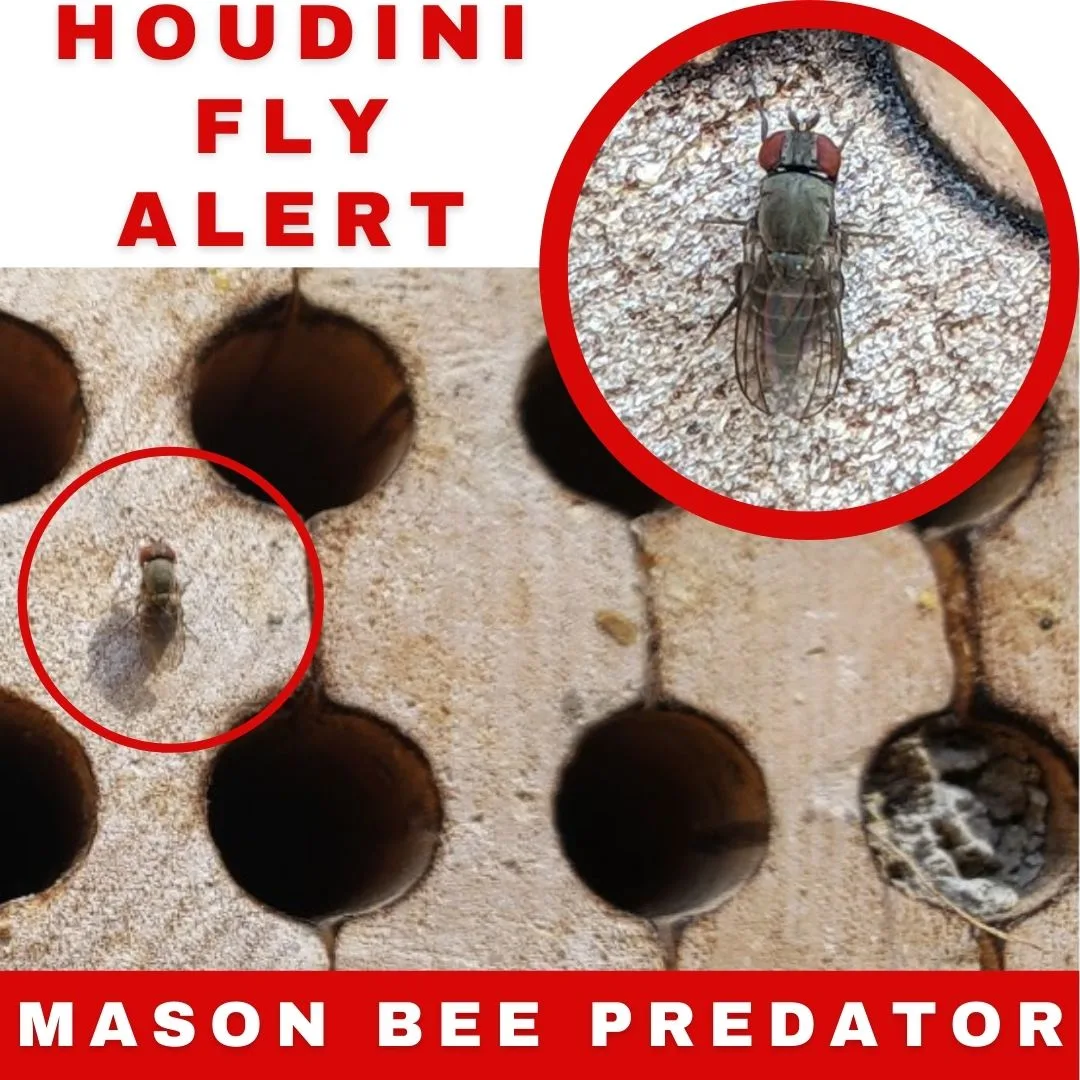 Houdini Flies 1