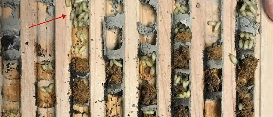 Houdini fly larvae inside a mason bee nesting cell