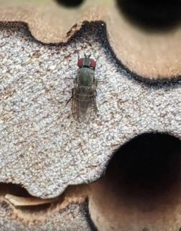 Houdini Fly