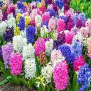 A bed of pink, purple, white, and blue hyacinth spikes