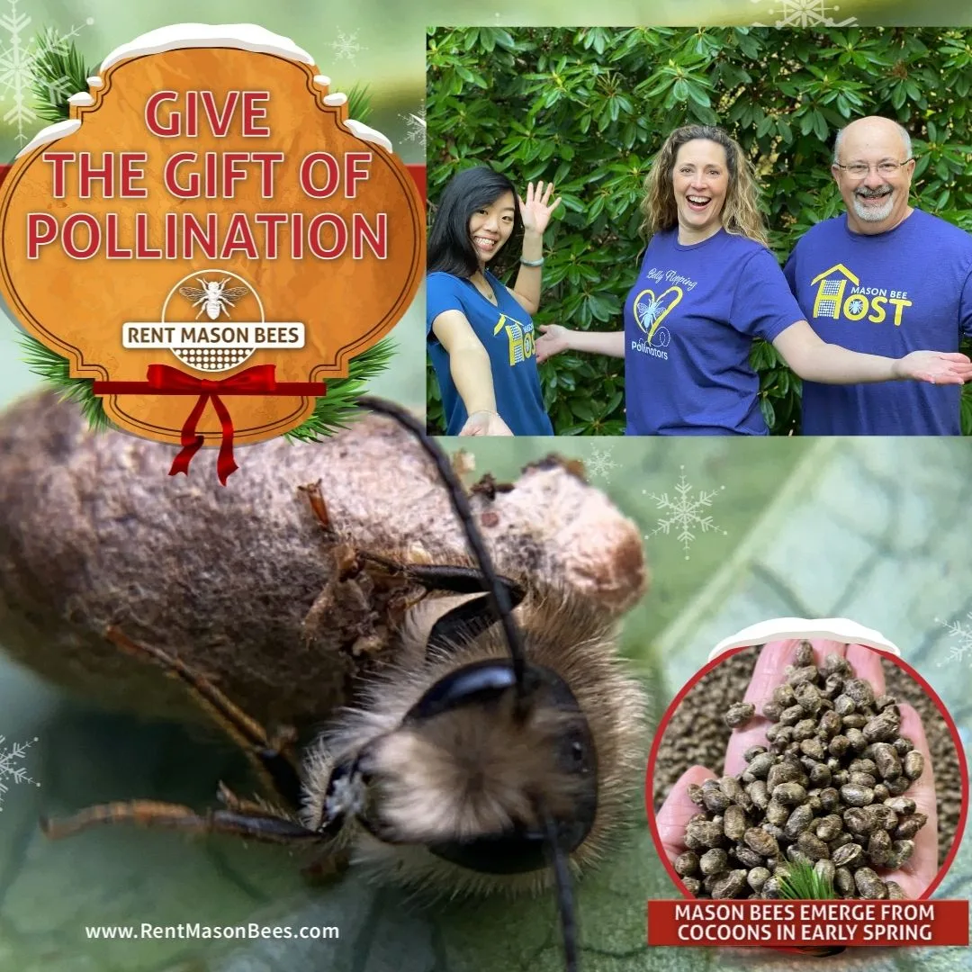 Igram Gift of Poll