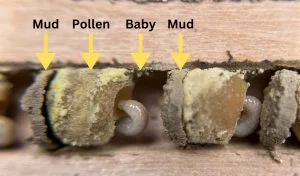 Mud walls, a pollen loaf, and a developing bee inside a nesting tube