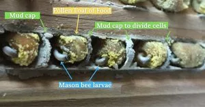 Inside Nesting Chamber with Words 1