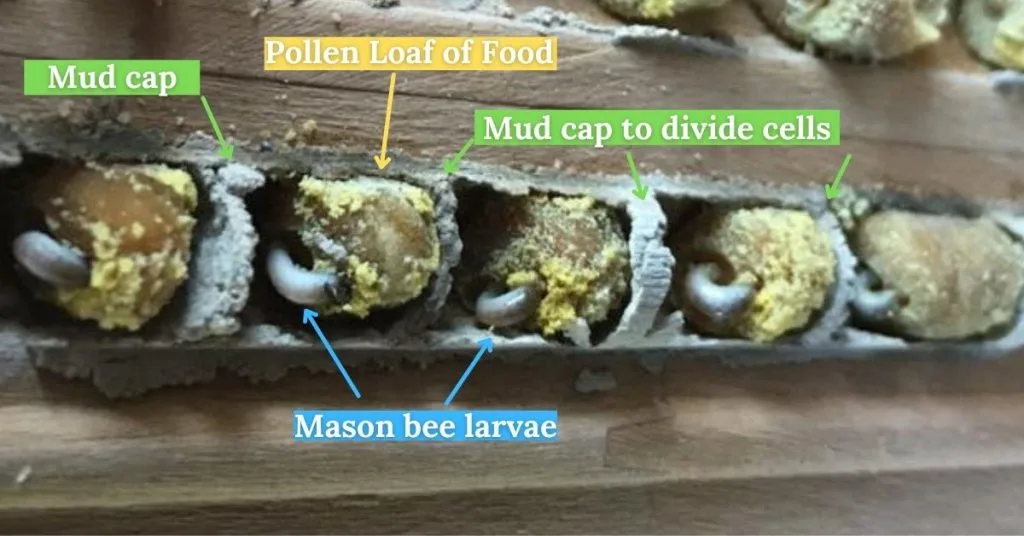 Inside Nesting Chamber with Words
