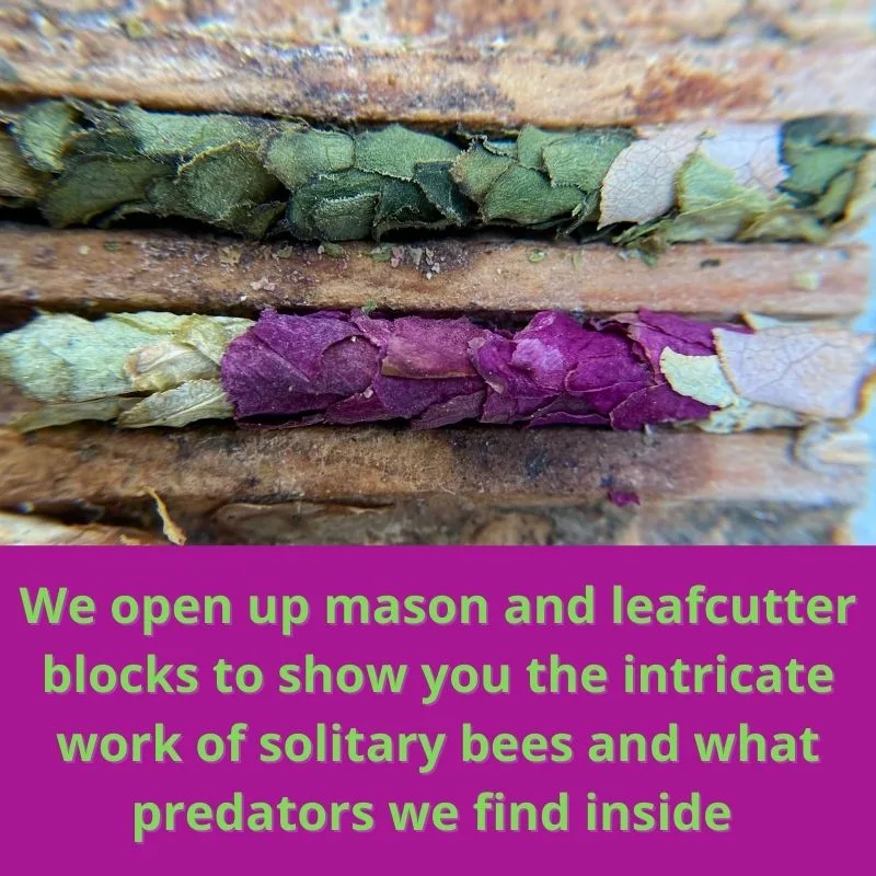 Inside of Leafcutter Blocks 1