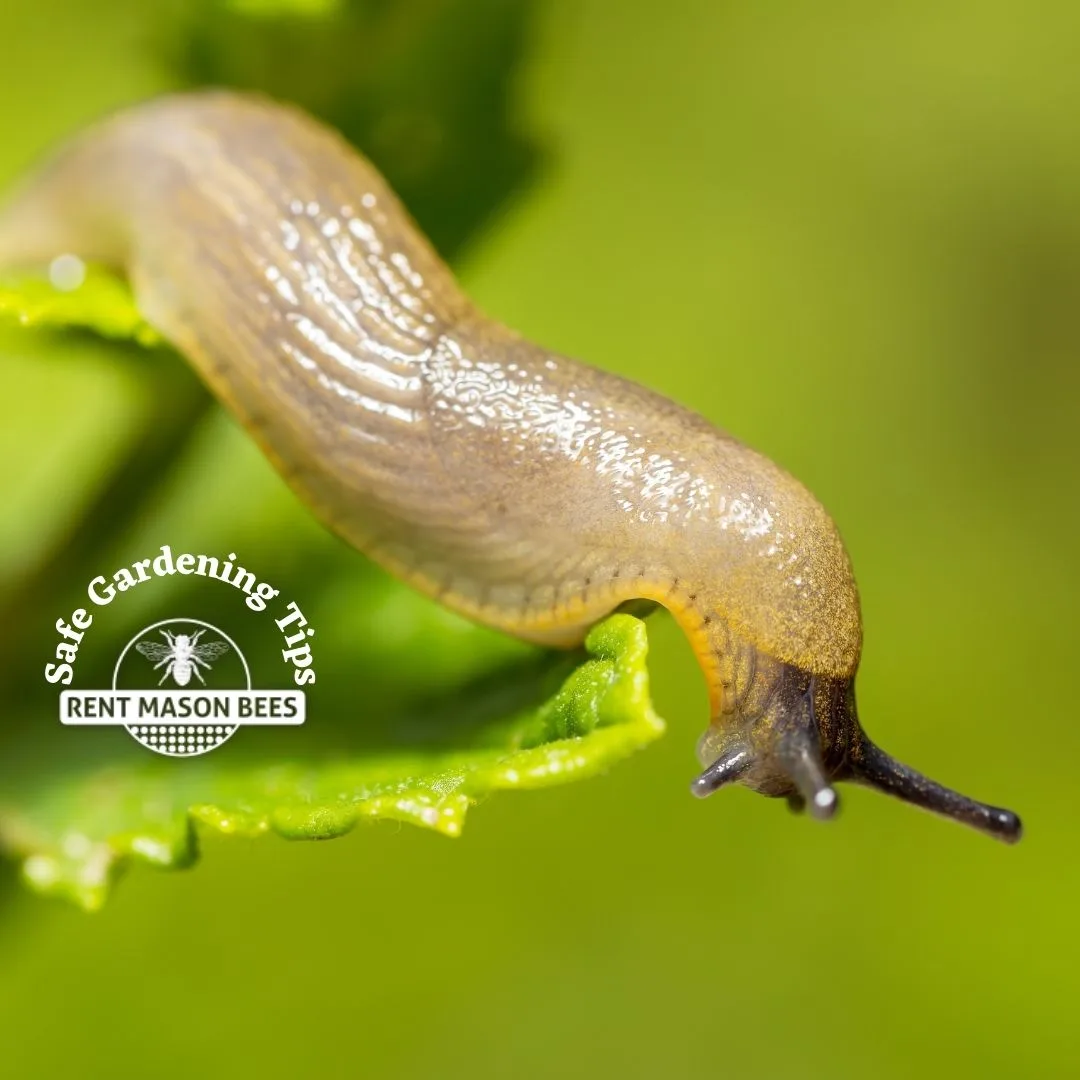Leaf Slug Gardening Tip