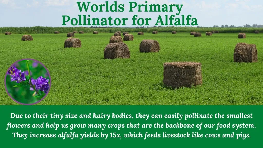 Leafcutter Alfalfa Farmers