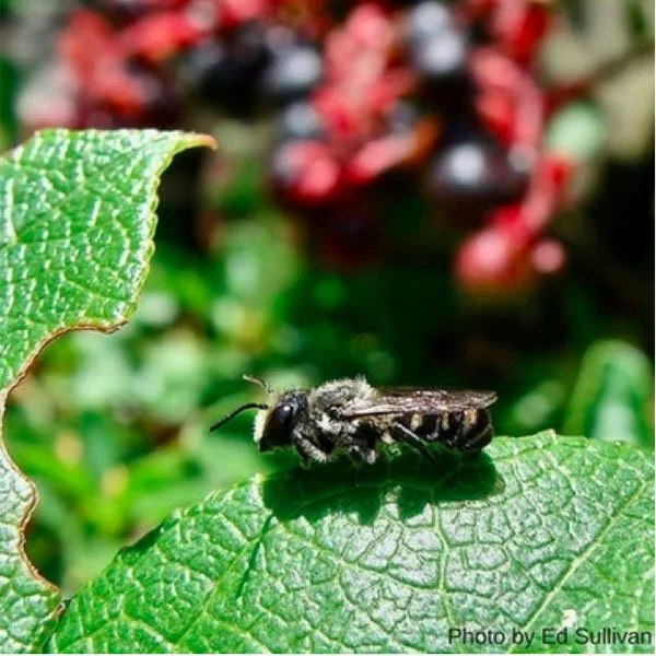 Leafcutter Bee At Work