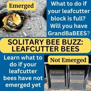 Leafcutter Bees Emerged Not Emerged 1