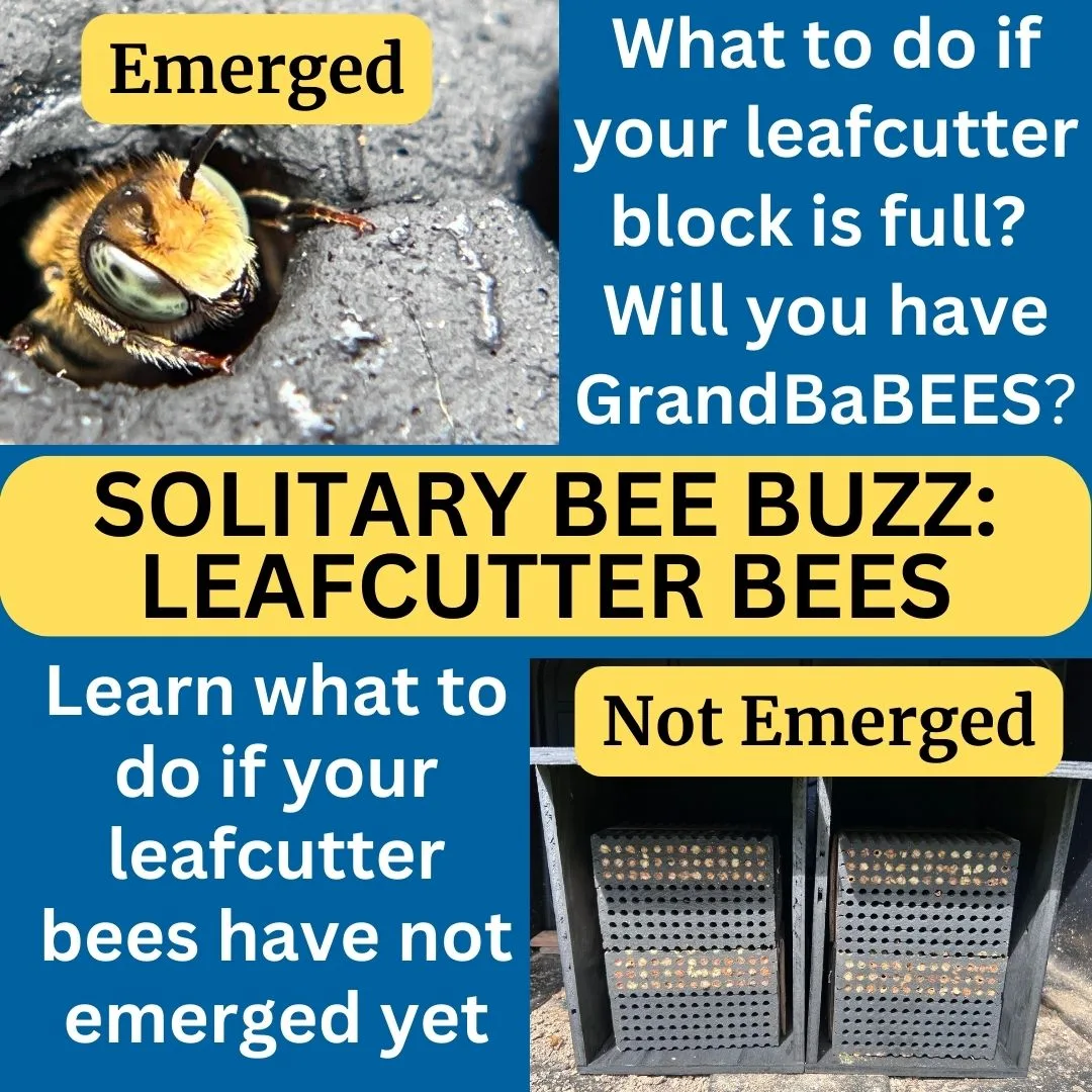 Leafcutter Bees Emerged Not Emerged 1