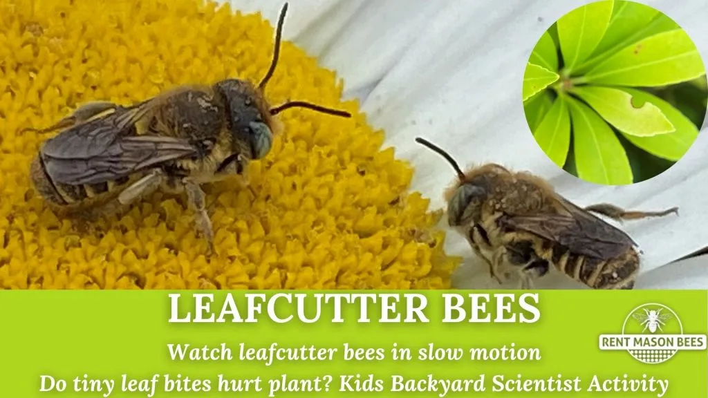 Leafcutter Bees in Slow Mo