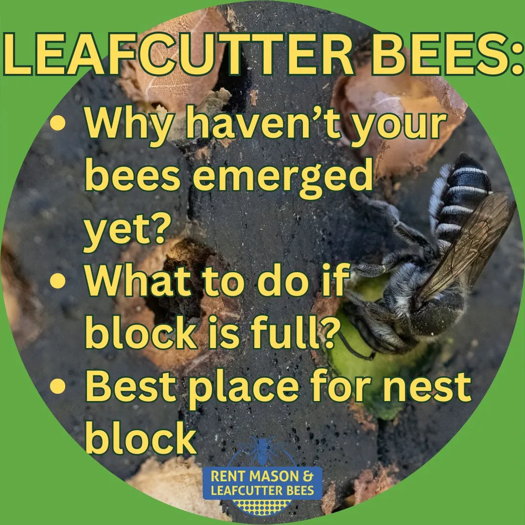 Leafcutter Bees Mid August 1080 X 1080 1