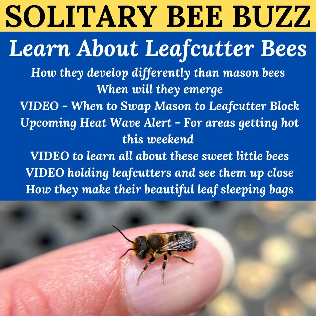 Leafcutter Bees New